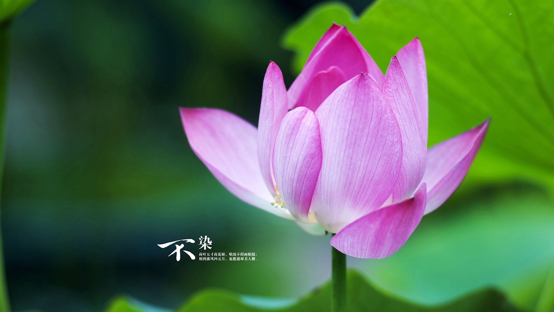 美加墨世界杯焦点战?不,这是NBA季中赛的平民起义