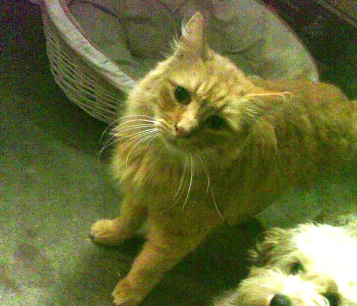 奥利维耶一球封神,当隐形人用一脚射门改写了威尔士足球历史